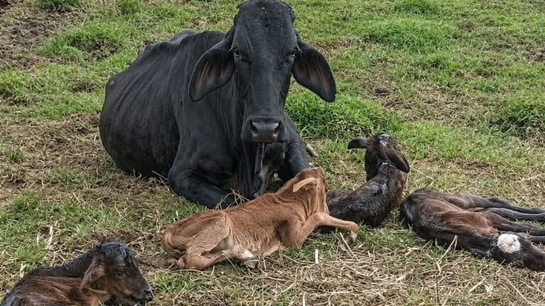 Vaca Negra con sus cuatro terneros recién nacidos en una finca de Nariño, Antioquia