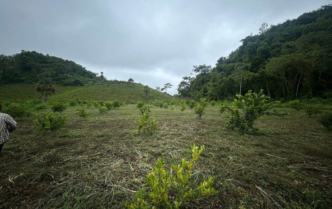 Campo agrícola en Guatemala afectado por sequía