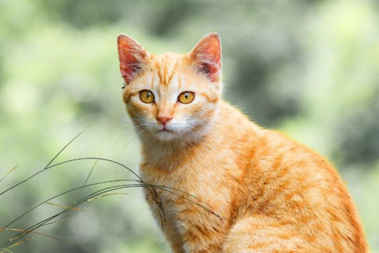 Gato naranja atigrado recostado sobre una superficie