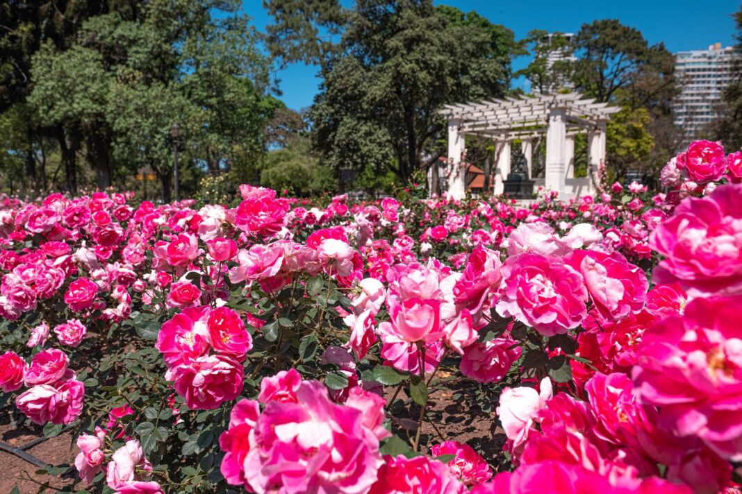 Rosedal de Palermo con rosales en floración