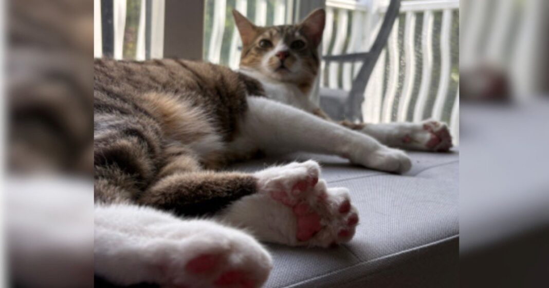 Gato Toby Henderson con 28 dedos