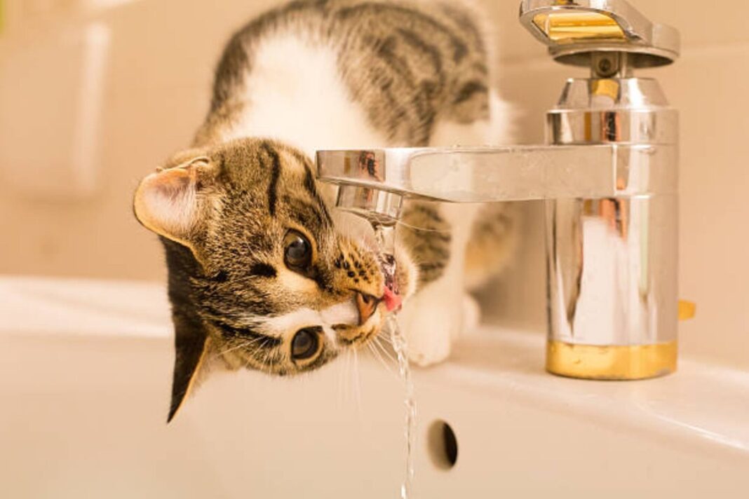 Gato bebiendo agua de una canilla