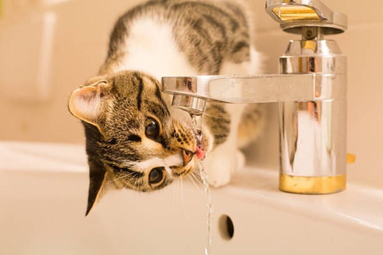 Gato bebiendo agua de una canilla