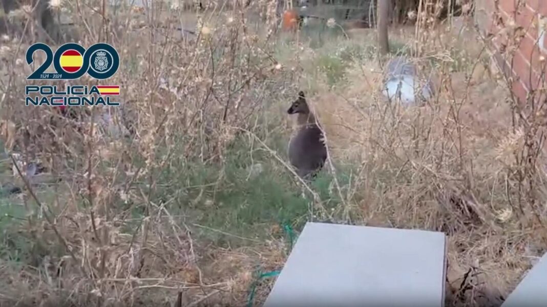 Operativo policial en finca de Malagón con animales rescatados y plantas de marihuana