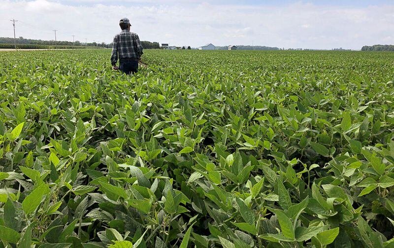 Campo de soja en Argentina