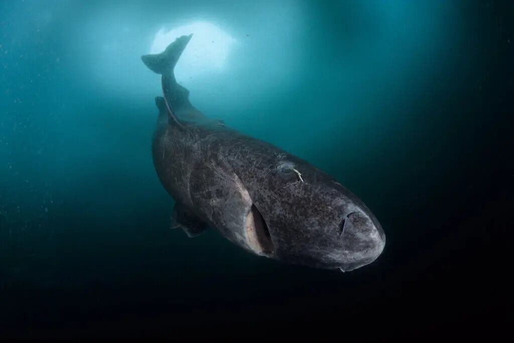Tiburón de Groenlandia varado en la costa del condado de Sligo, Irlanda, en abril de 2026