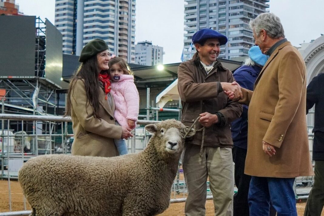 Carnero Tim Payne de raza Romney Marsh en la Exposición Rural de Palermo