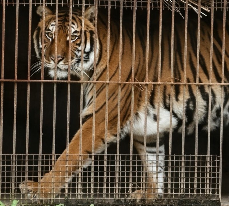 Tigres y leones en el ex Zoológico de Luján antes de su traslado