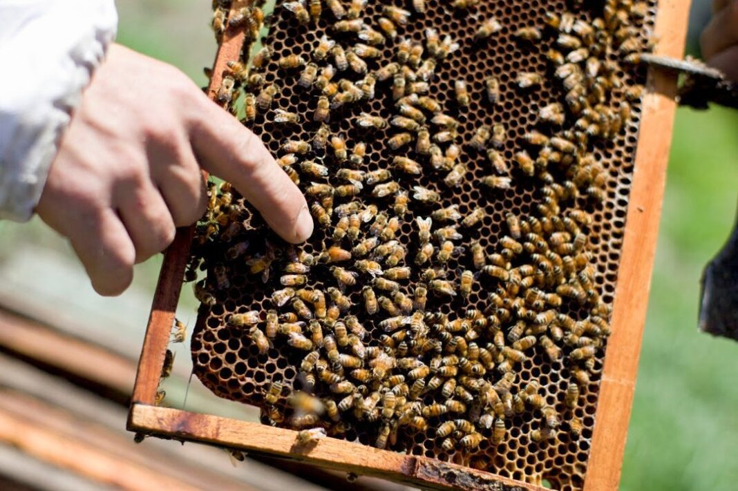 Abejas en un enjambre