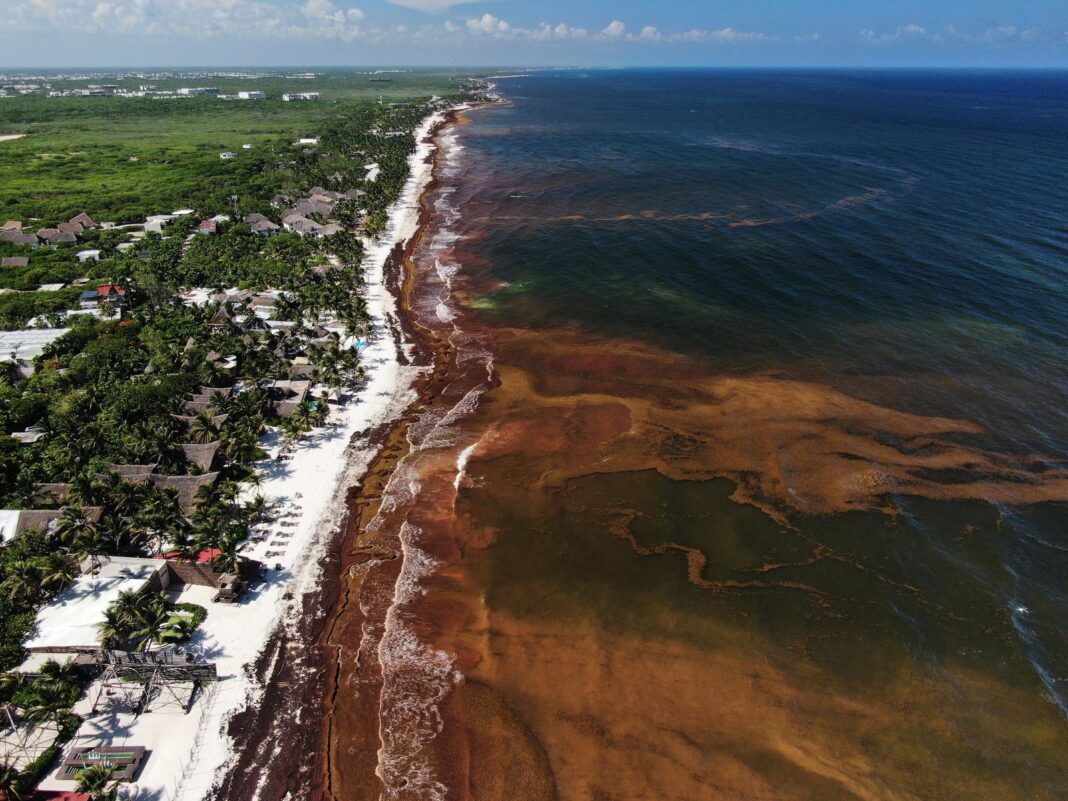 Sargazo en las playas de Quintana Roo, México