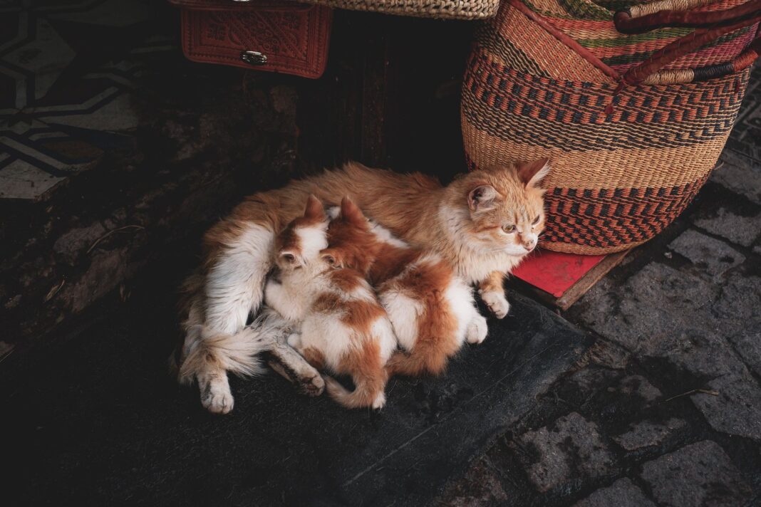 Perro y gato junto a un veterinario durante un chequeo