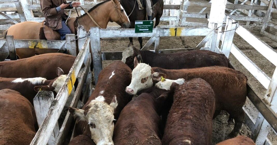 Vacas en un feedlot durante una jornada técnica sobre manejo pre-faena