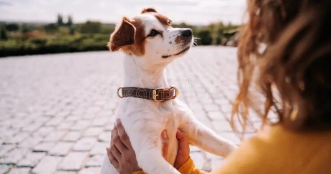 Perro doméstico observando un rostro humano