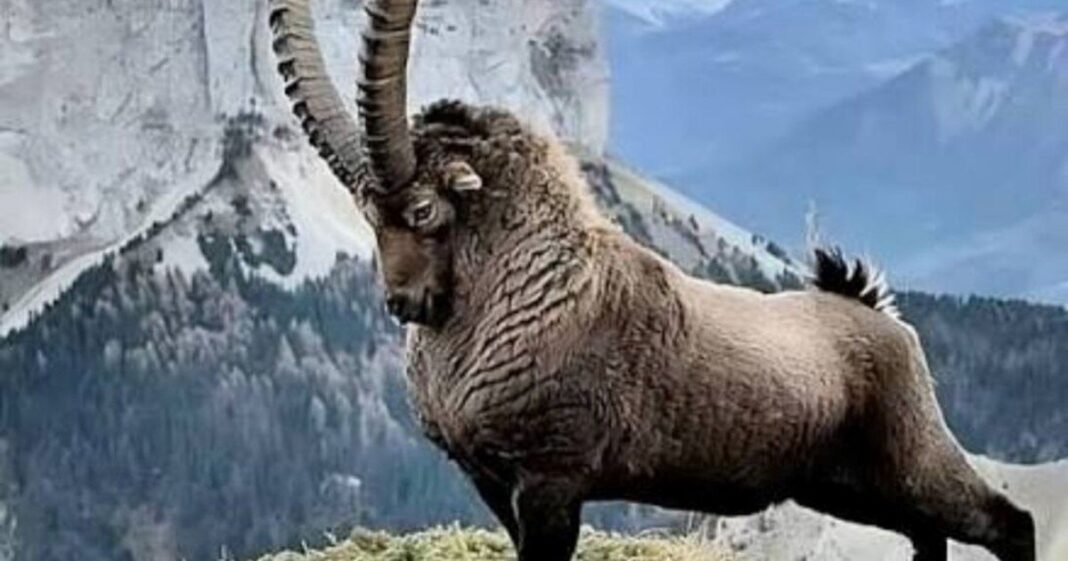 Íbice de los Alpes en su hábitat montañoso