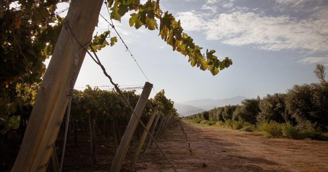 Olivares en La Rioja con sistema de riego por goteo