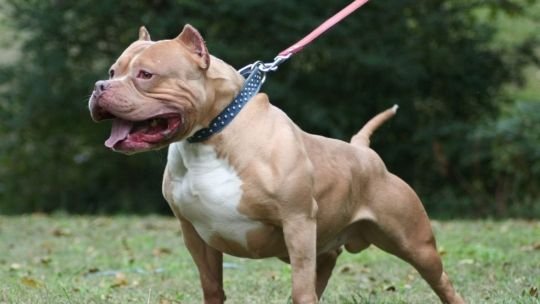 Madre de un niño de tres años relata el ataque de un perro en Córdoba