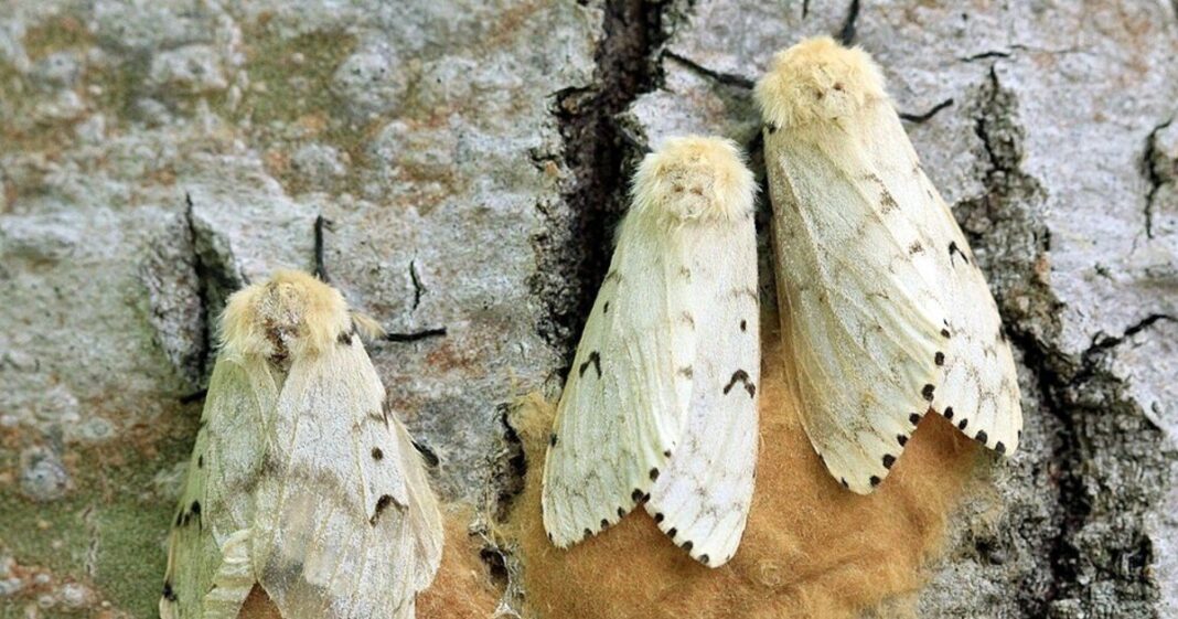 Mosca Compsilura concinnata sobre una hoja