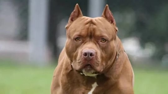 Imagen referencial de un perro de raza similar a la del animal involucrado en el ataque en Córdoba