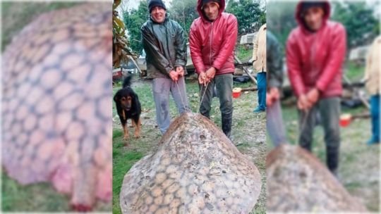 Raya de aproximadamente 100 kilos capturada en el río Paraná