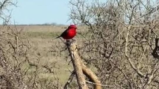 Churrinche (Pyrocephalus rubinus) en su hábitat natural en la Patagonia