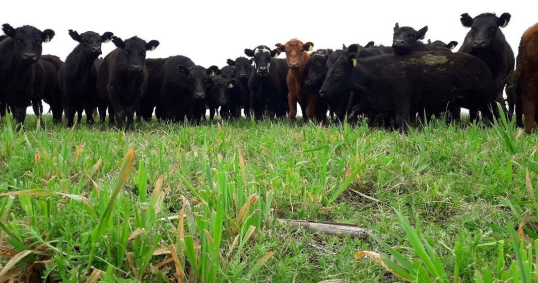 Campo de ganadería regenerativa con productor rural
