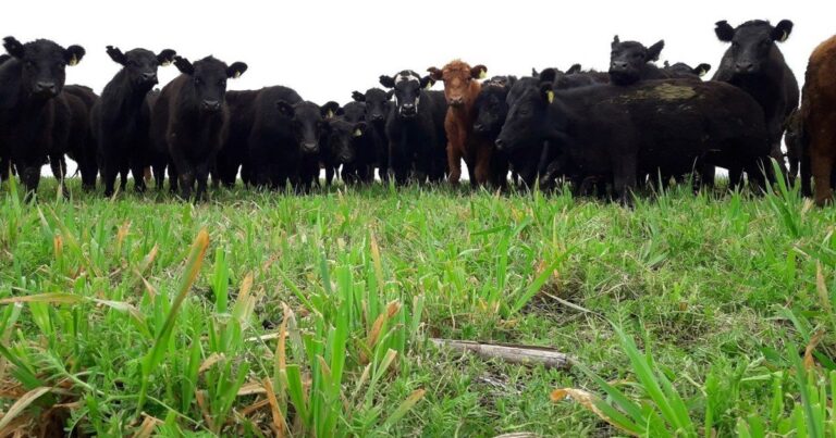 Campo de ganadería regenerativa con productor rural