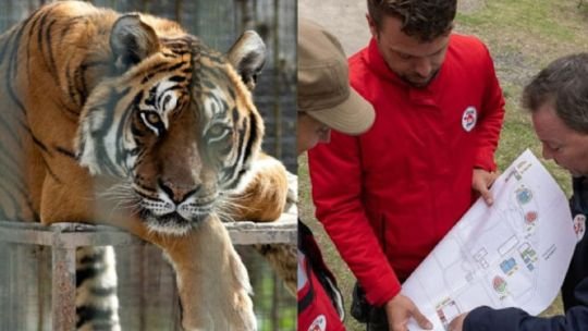 Felinos en jaulas de transporte durante el operativo de traslado desde el ex zoológico de Luján