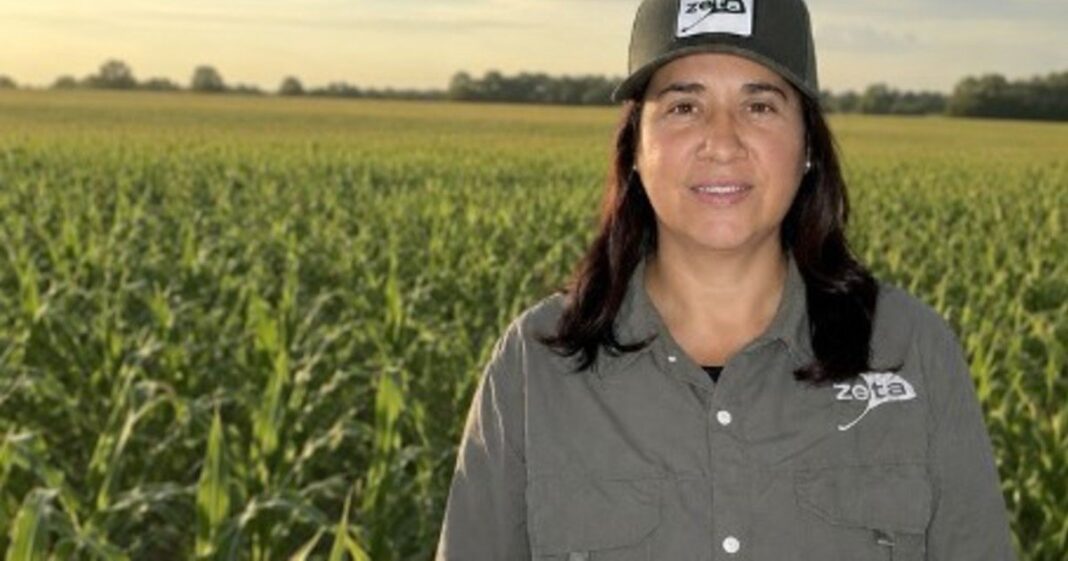 Campo de maíz con plantas en crecimiento