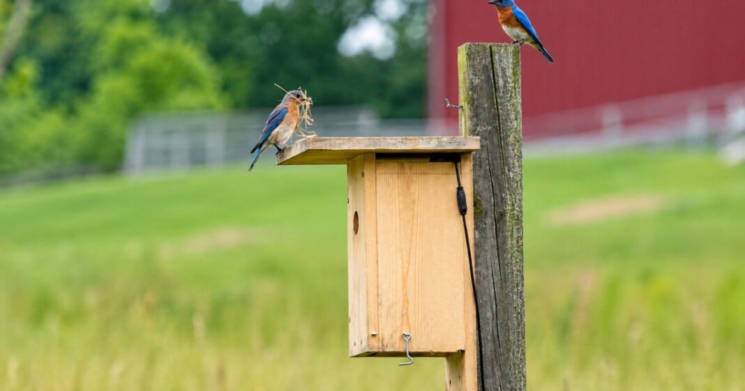 Caja nido de madera construida por Aamir Tinwala para aves nativas en Texas