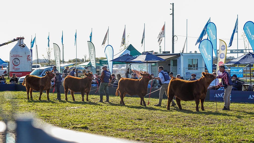 Ejemplares de ganado Angus en la pista de la Exposición de Primavera en Cañuelas