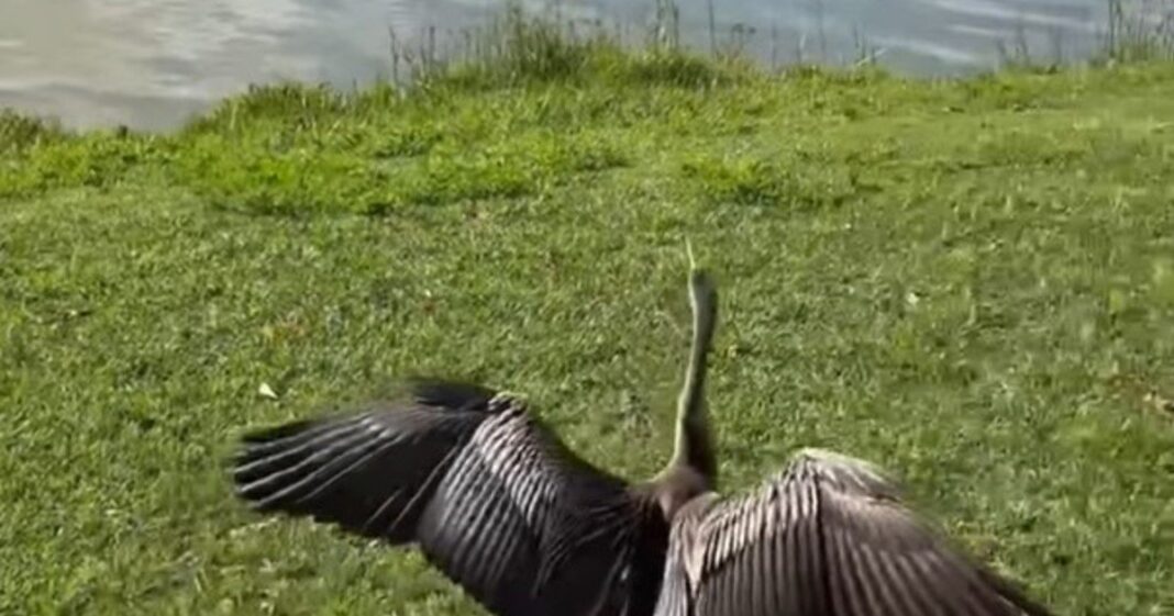 Aninga australiana rehabilitada siendo liberada en un humedal de Perth