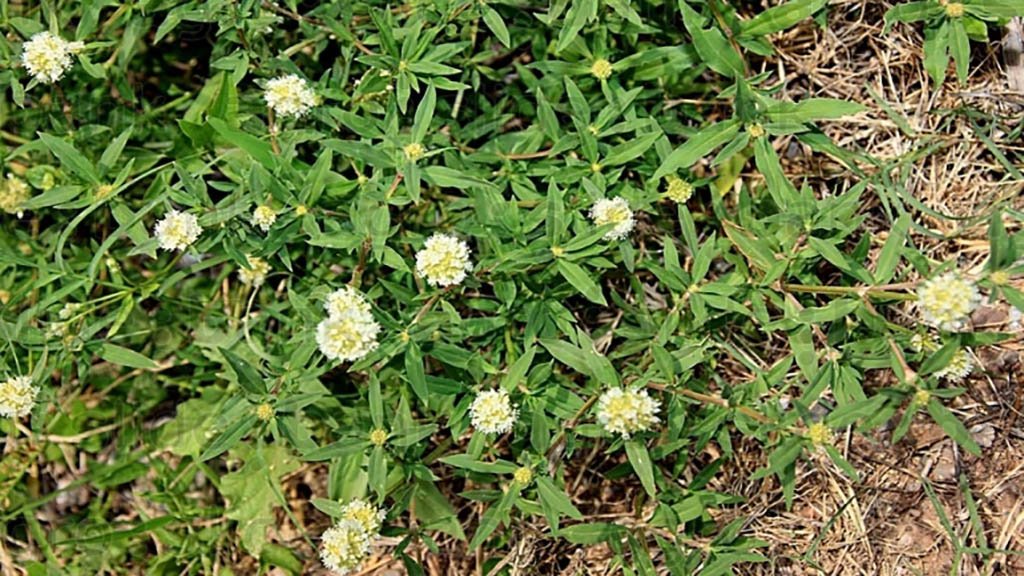 Cultivo de soja con presencia de la maleza Borreria spp. en un lote del norte argentino