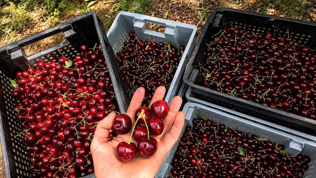 Cerezas del Valle de Los Antiguos en Santa Cruz, primera fruta fresca de Argentina con Denominación de Origen