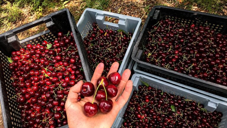 Cerezas del Valle de Los Antiguos en Santa Cruz, primera fruta fresca de Argentina con Denominación de Origen