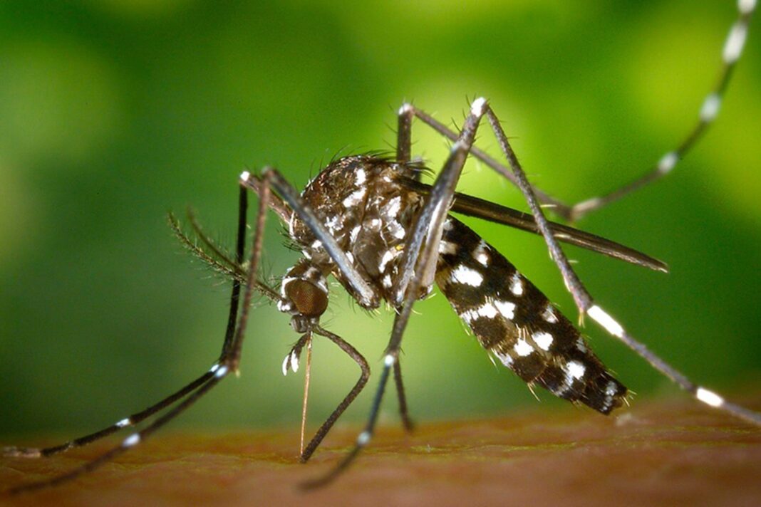 Mosquito Aedes aegypti, transmisor del dengue