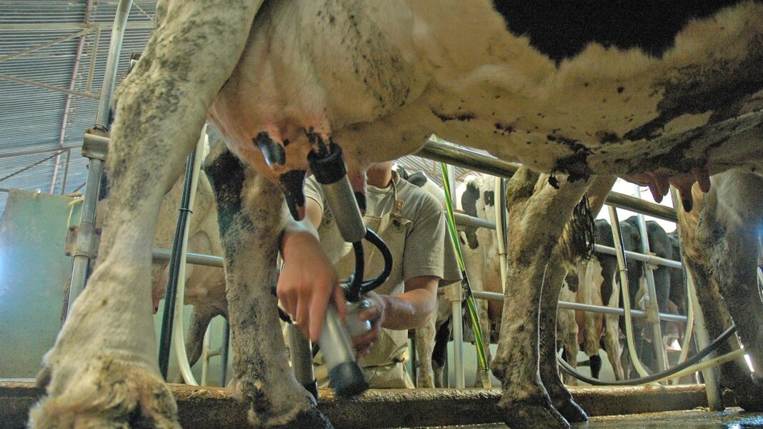 Tambos y camiones de transporte de leche en Argentina