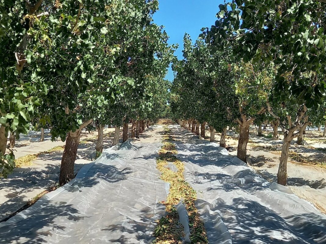 Plantación de pistachos en Argentina