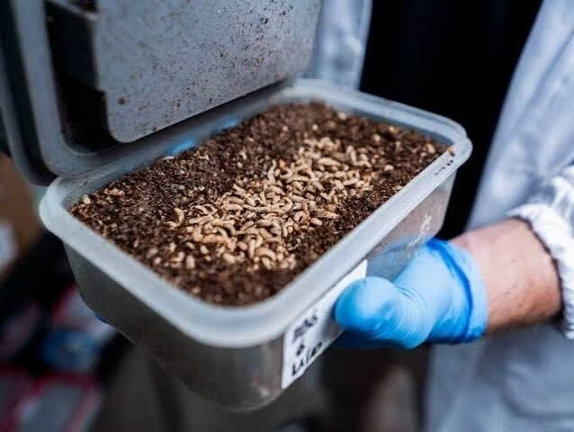 Insectos modificados genéticamente en laboratorio de ByBug