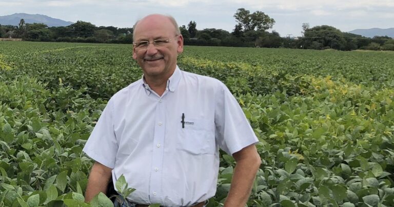 Cultivo de soja con hojas afectadas por enfermedades foliares