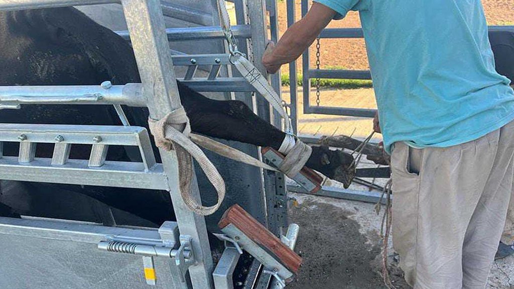 Vacas en un tambo argentino, con enfoque en las patas y el entorno