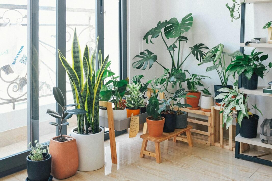 Interior de un hogar con múltiples plantas de distintos tamaños y especies