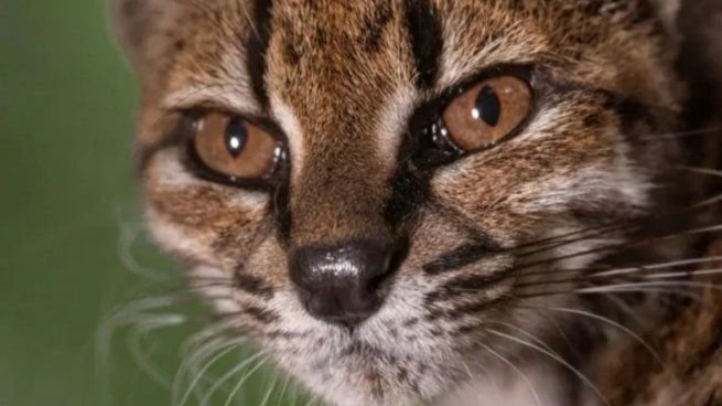 Ejemplar de Leopardus tilcayo, un pequeño felino de pelaje marrón claro con rosetas irregulares, en una zona boscosa de Bolivia