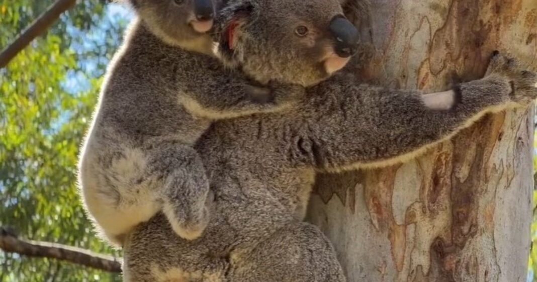 Koala y su cría en el hospital veterinario
