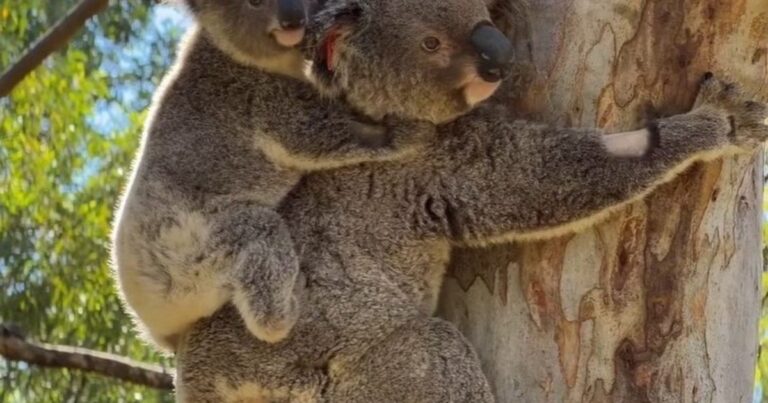 Koala y su cría en el hospital veterinario
