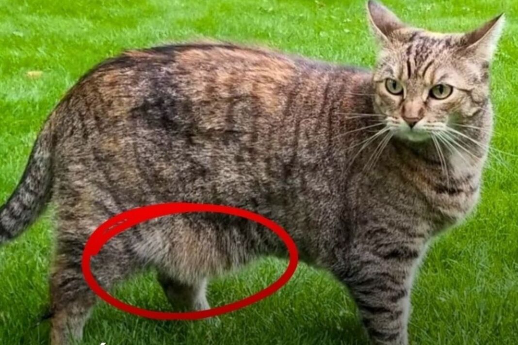 Gato doméstico acostado mostrando la bolsa primordial en su abdomen