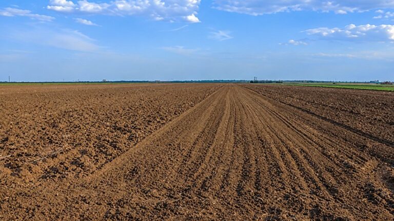 Campo de trigo en la Región Núcleo con signos de sequía