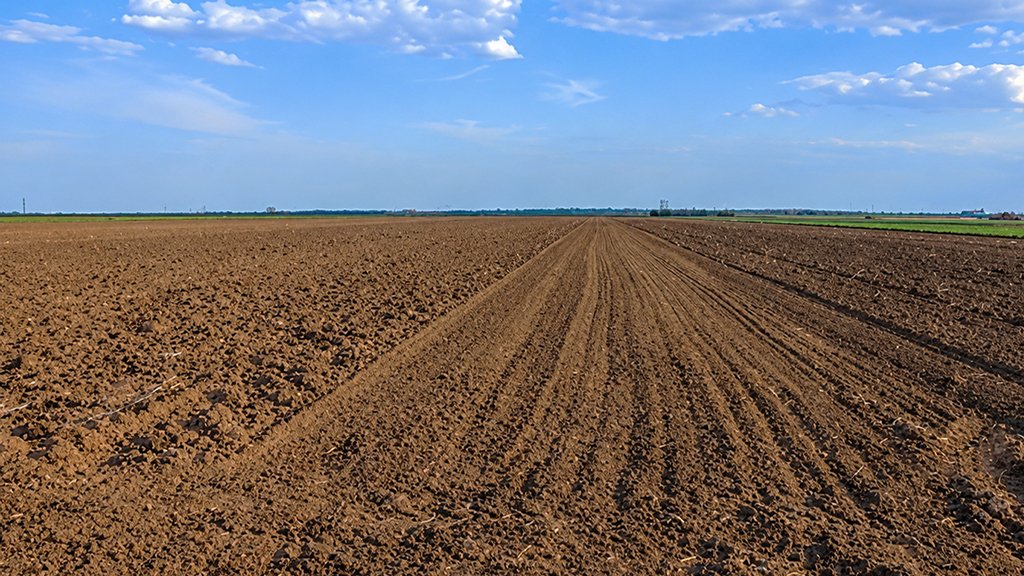 Campo de trigo en la Región Núcleo con signos de sequía