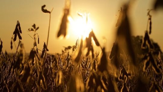 Cultivo de soja en un campo argentino