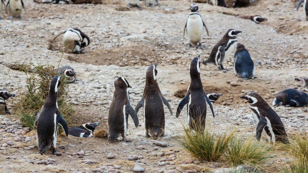 Pingüinos de Magallanes en el Bioparque Bubalcó de Río Negro