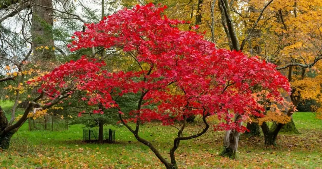 Hojas de arce japonés con tonos rojizos y anaranjados en un patio